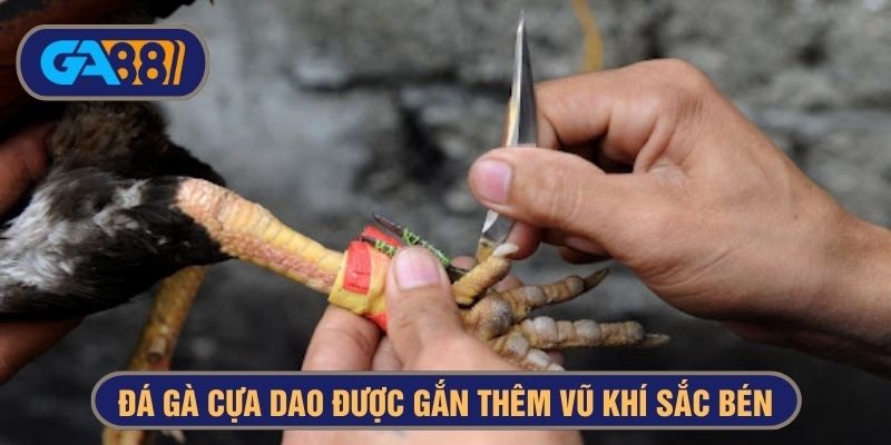 đá gà cựa dao là gì