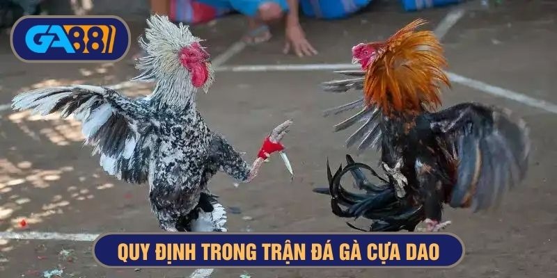 luật trong trận đá gà cựa dao