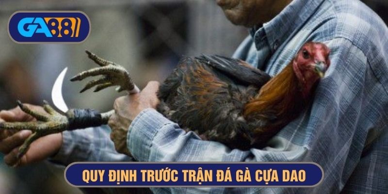 luật trước trận đá gà cựa dao